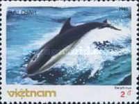 Common Dolphin (Delphinus delphis)