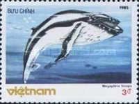 Humpback Whale (Megaptera boops)