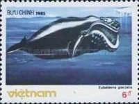 North Atlantic Right Whale (Eubalaena glacialis)