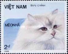 Domestic Cat (Felis silvestris catus)
