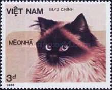Domestic Cat (Felis silvestris catus)