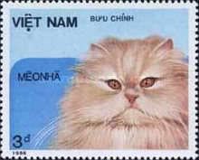 Domestic Cat (Felis silvestris catus)