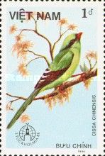 Common Green-Magpie (Cissa chinensis)