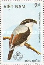 White-browed Shrike-Babbler (Pteruthius erythropterus)