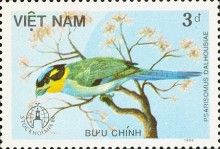 Long-tailed Broadbill (Psarisomus dalhousiae)