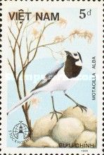 White Wagtail (Motacilla alba)