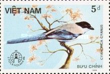 Azure-winged Magpie (Cyanopica cyanus)