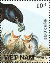 White-rumped Shama (Copsychus malabaricus)