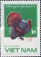 Domesticated Turkey (Meleagris gallopavo)