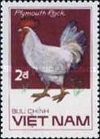 Plymouth Rock Hen (Gallus gallus domesticus)