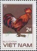Rhode Island Red Rooster (Gallus gallus domesticus)
