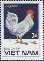 White Leghorn Rooster (Gallus gallus domesticus)