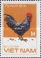 Rhode Island Red Rooster (Gallus gallus domesticus)