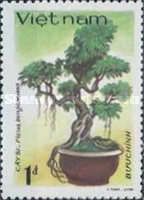 Ficus (Ficus benjamina)