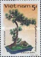 Podocarpus macrophyllus
