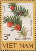 Chinese Yew (Taxus chinensis)