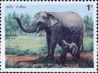 Asian Elephant (Elephas maximus)