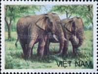 Asian Elephant (Elephas maximus)