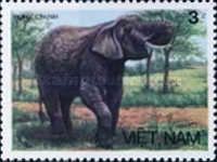 Asian Elephant (Elephas maximus)