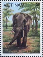 Asian Elephant (Elephas maximus)
