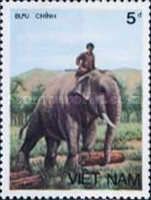 Asian Elephant (Elephas maximus)