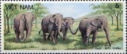 Asian Elephant (Elephas maximus)