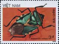 Green Bug (Chalcocoris rutilans)