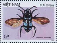 Cuckoo Bee (Crocisa crucifera)