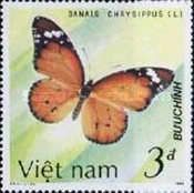 African Monarch (Danaus chrysippus)