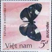 Magpie Crow (Euploea diocletiana)