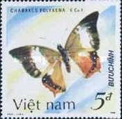 Tawny Rajah (Charaxes polyxena)