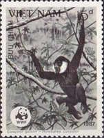 Concolor Gibbon (Hylobates concolor) (see Description)