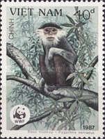 Douc Monkey (Pygathrix nemaeus)