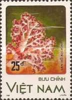 Alcyone Coral (Alcyone sp.)