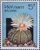 Flowering Cactus