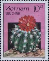 Flowering Cactus