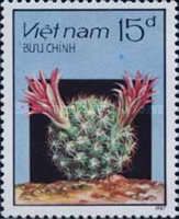 Flowering Cactus