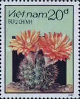Flowering Cactus