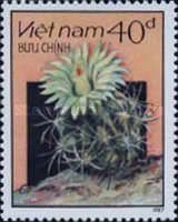 Flowering Cactus