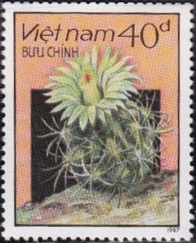 Flowering Cactus