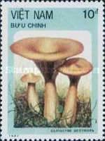 Clitocybe geotropa