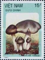 Tricholoma terreum