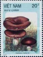 Russula aurata