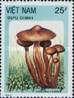 Collybia fusipes