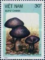 Cortinarius violaceus