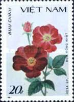 Rosa Sp.