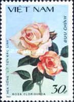 Littondarling's Rose (rosa Floribunda)
