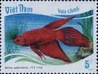 Siamese Fighting Fish (Betta splendens)