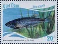 Pearl Danio (Brachydanio albolineatus)