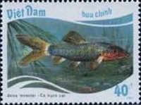 Silver Loach (Botia lecontei)